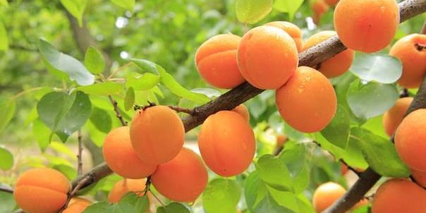 E' la stagione delle ALBICOCCHE ottime contro l'anemia!