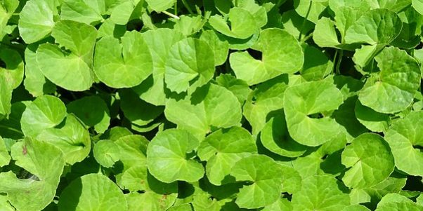 Conoscere le erbe medicinali: la Centella Asiatica