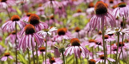 Conoscere le piante medicinali: l'Echinacea