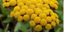 Conoscere le piante officinali: l'Elicrisio