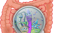 La disbiosi intestinale: cos'è?