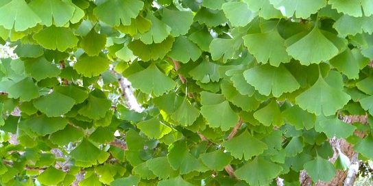 Conoscere le piante medicinali: il Ginko biloba