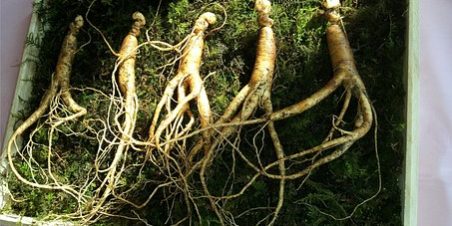 Conoscere le piante medicinali: il Ginseng