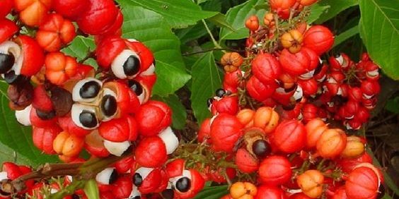 Conoscere le piante medicinali: il Guaranà