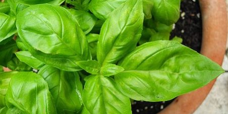 Il Basilico: come conservarlo per l’inverno Il Basilico: come conservarlo per l'inverno