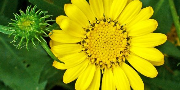 Conoscere le piante medicinali: la Grindelia Conoscere le piante medicinali: la Grindelia